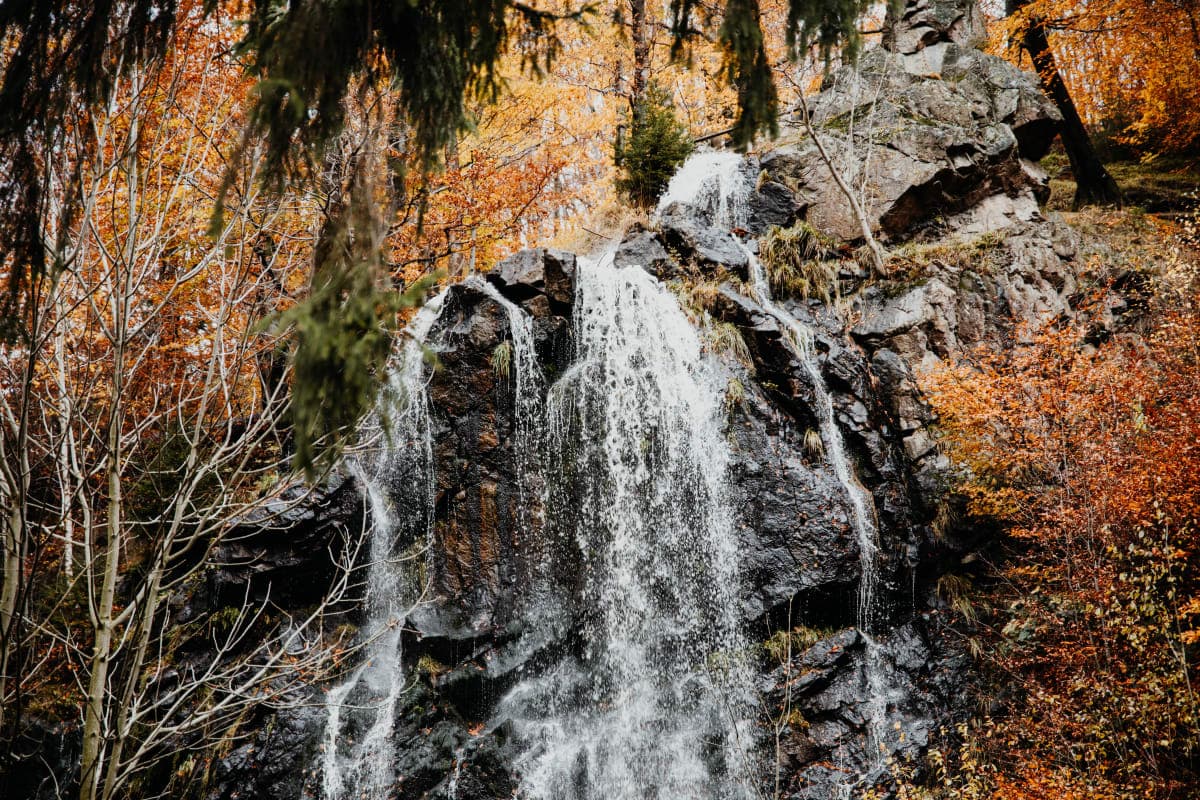 Obora Bad Harzburg s daňky a jeleny
