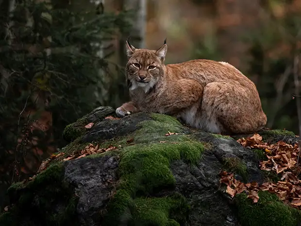 Luchs im Nationalpark Harz auf moosbewachsenem Felsen
